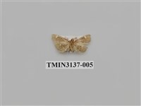 藏品(螟蛾265)的圖片